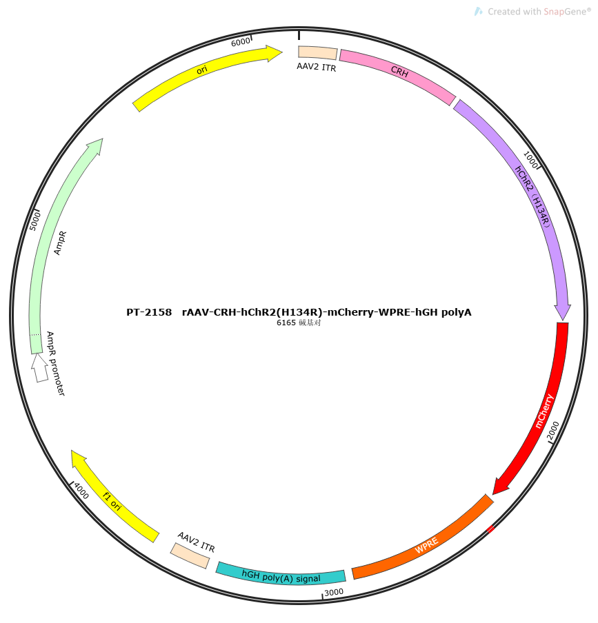 rAAV-CRH-hChR2(H134R)-mCherry-WPRE-hGH polyA