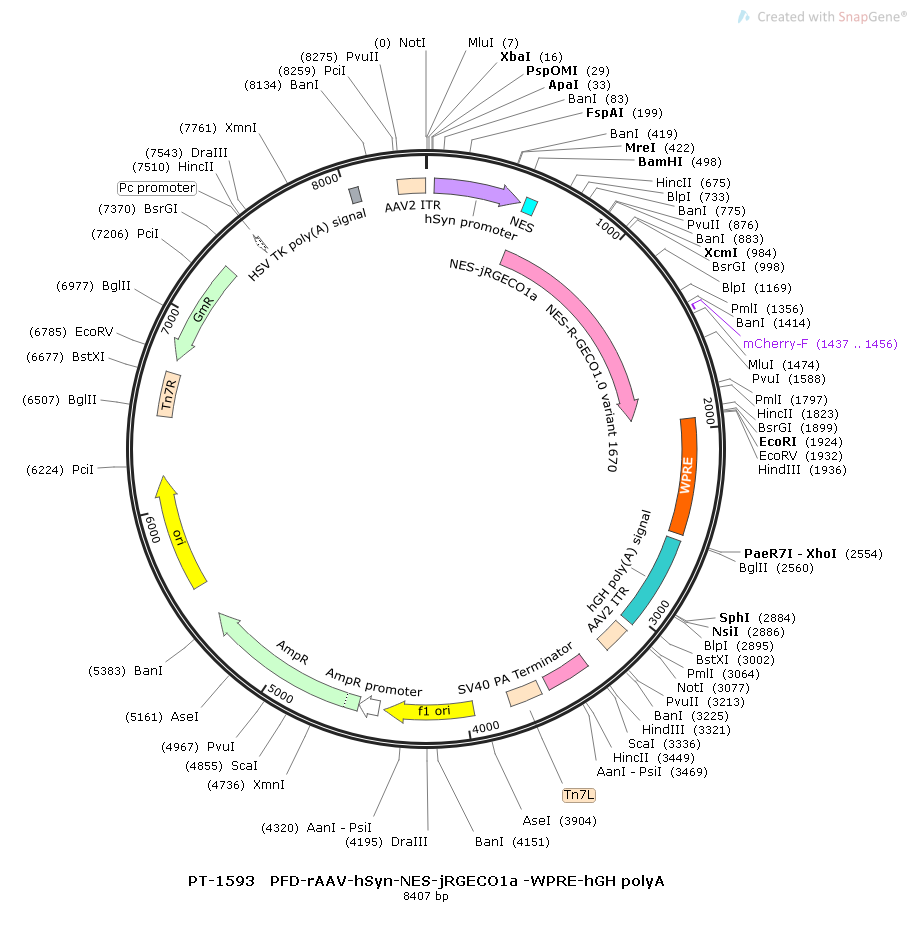 rAAV-hSyn-NES-jRGECO1a-WPRE-hGH polyA