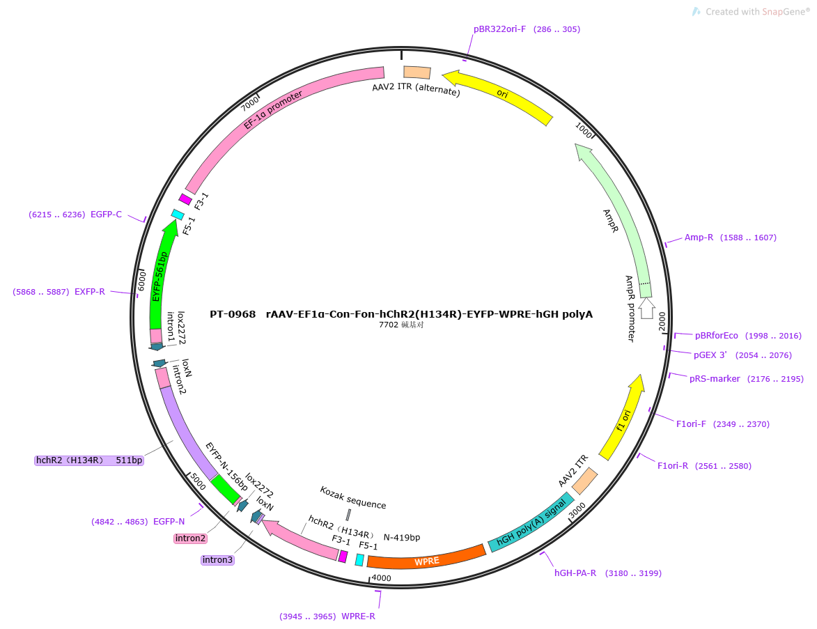 rAAV-EF1α-Con Fon hChR2(H134R)-EYFP-WPRE-hGH polyA