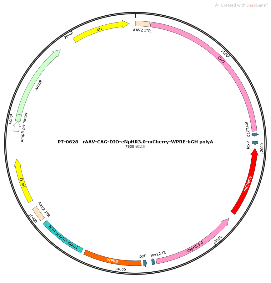 rAAV-CAG-DIO-eNpHR3.0-mCherry-WPRE-hGH polyA