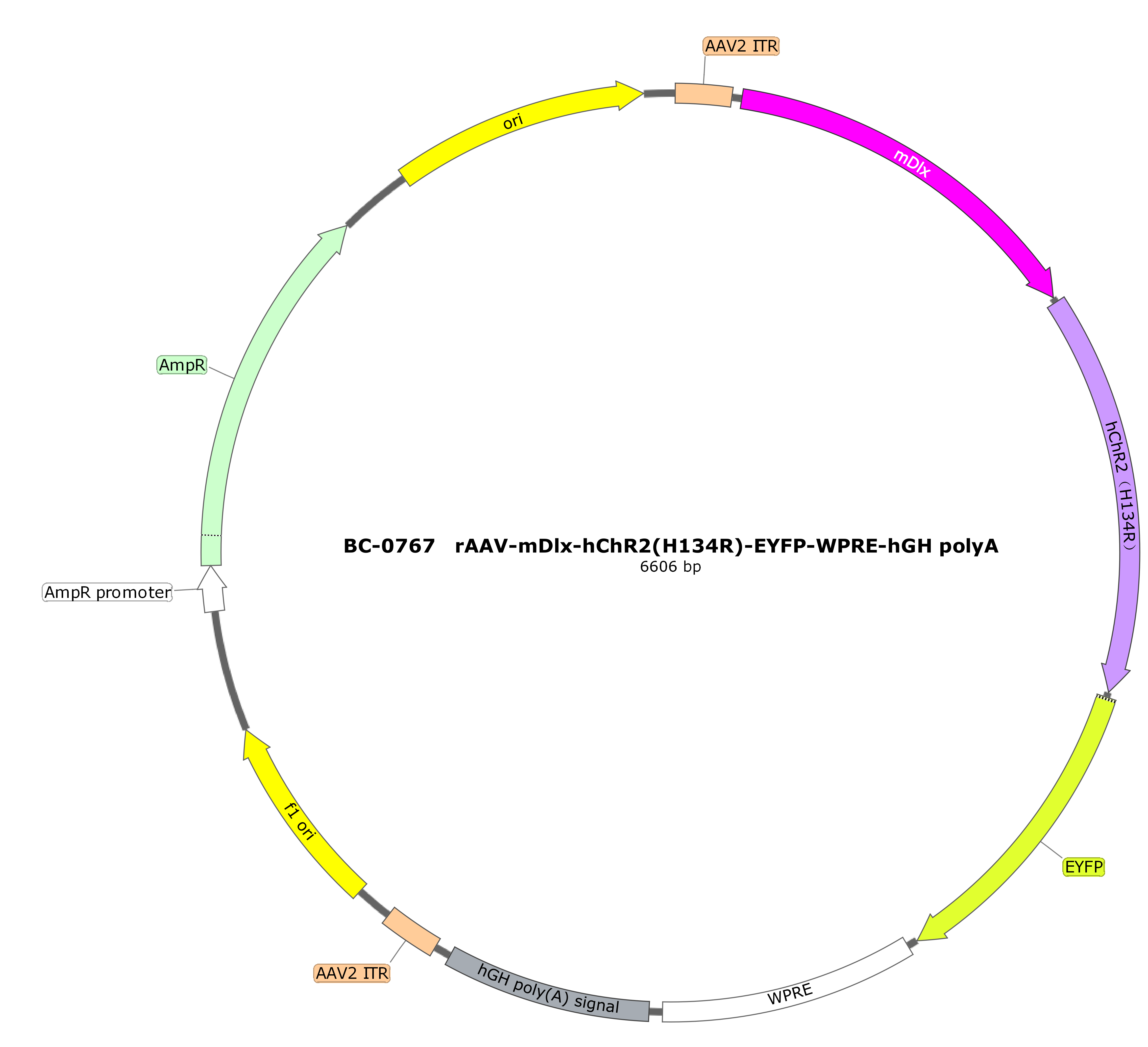 rAAV-mDlx-hChR2(H134R)-EYFP