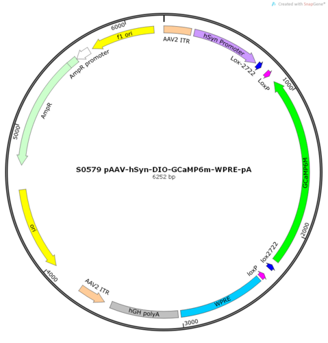 AAV2/2-hSyn-DIO-GCaMP6m-WPRE-pA