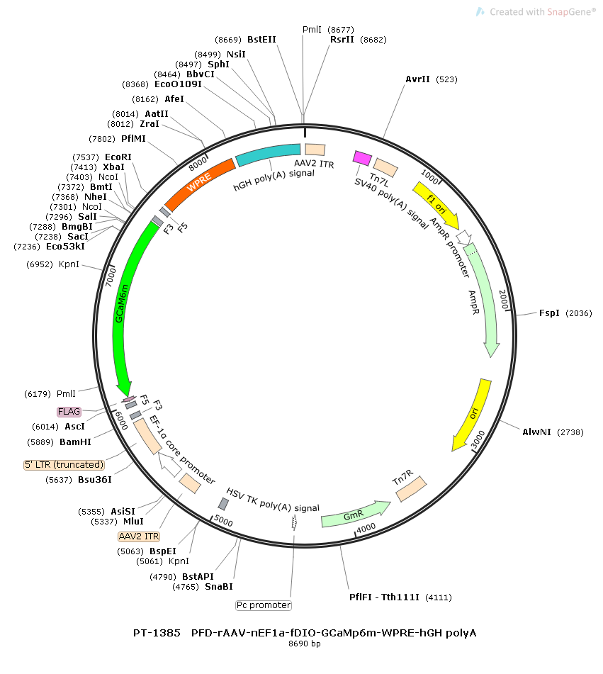 rAAV-nEF1α-fDIO-GCaMp6m-WPRE-hGH polyA