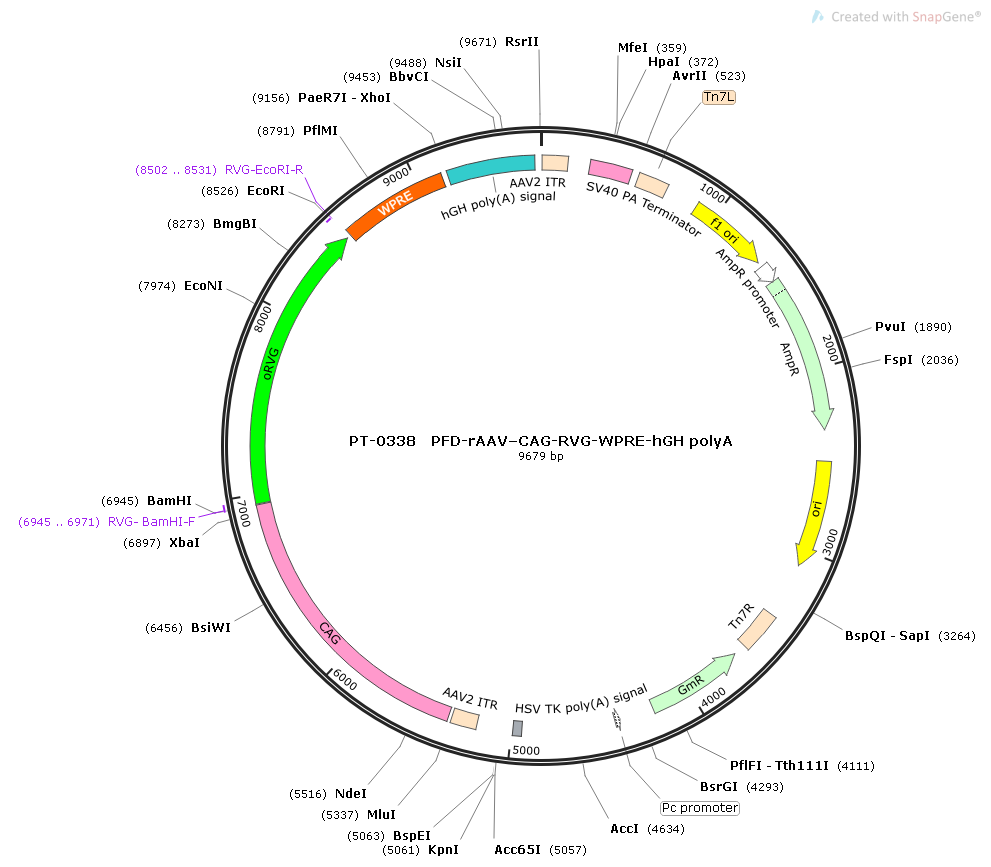 rAAV–CAG-RVG-WPRE-hGH polyA
