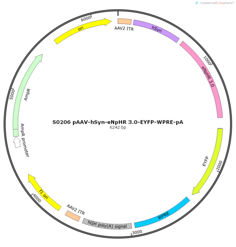 AAV2/9-hSyn-eNpHR 3.0-EYFP-WPRE-pA