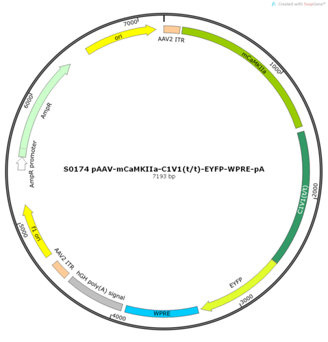 AAV2/5-mCaMKIIa-C1V1(t/t)-EYFP-WPRE-pA