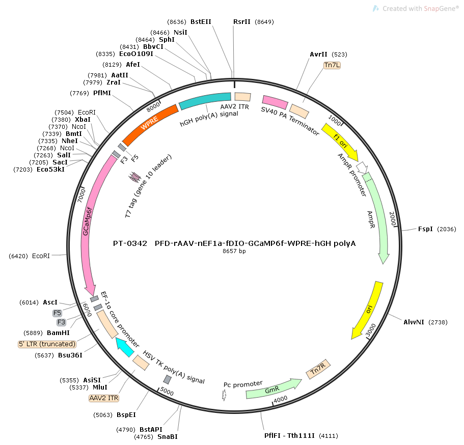 rAAV-nEF1α-fDIO-GCaMp6f-WPRE-hGH polyA