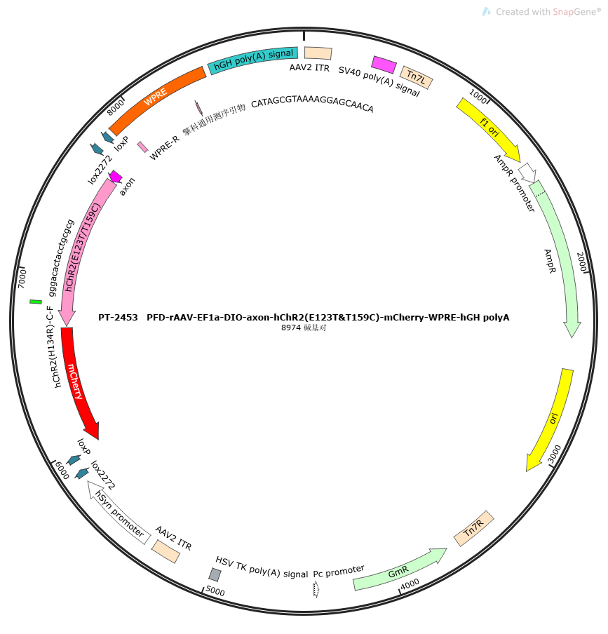 PFD-rAAV-hSyn-DIO-axon-hChR2(E123T/T159C)-mCherry-WPRE-hGH polyA