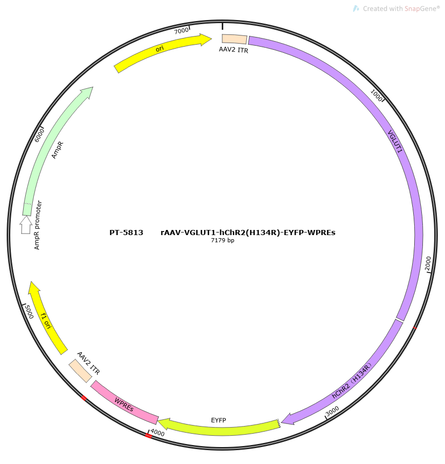 rAAV-VGLUT1-hChR2(H134R)-EYFP-WPREs