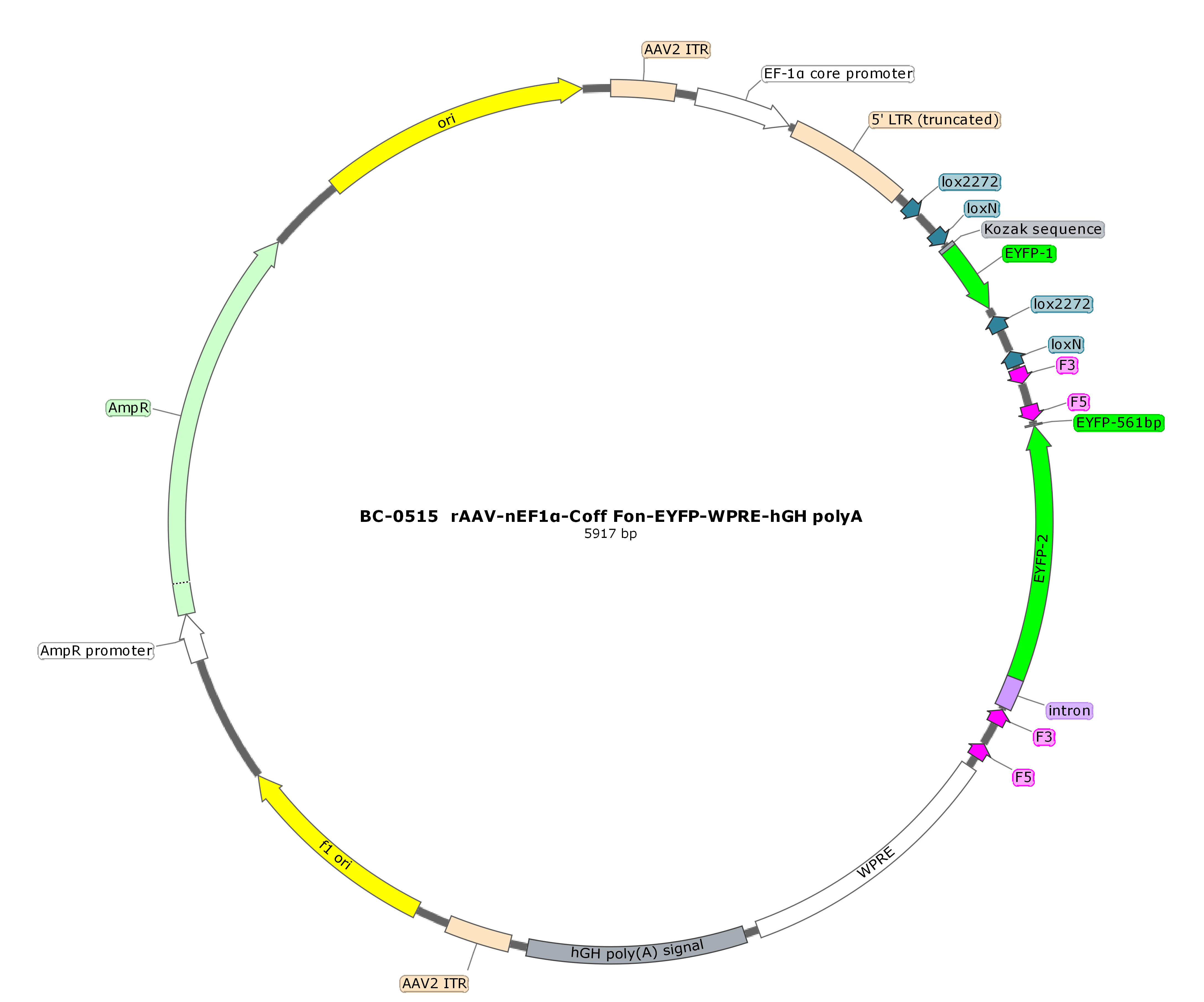 rAAV-nEF1α-Coff Fon-EYFP