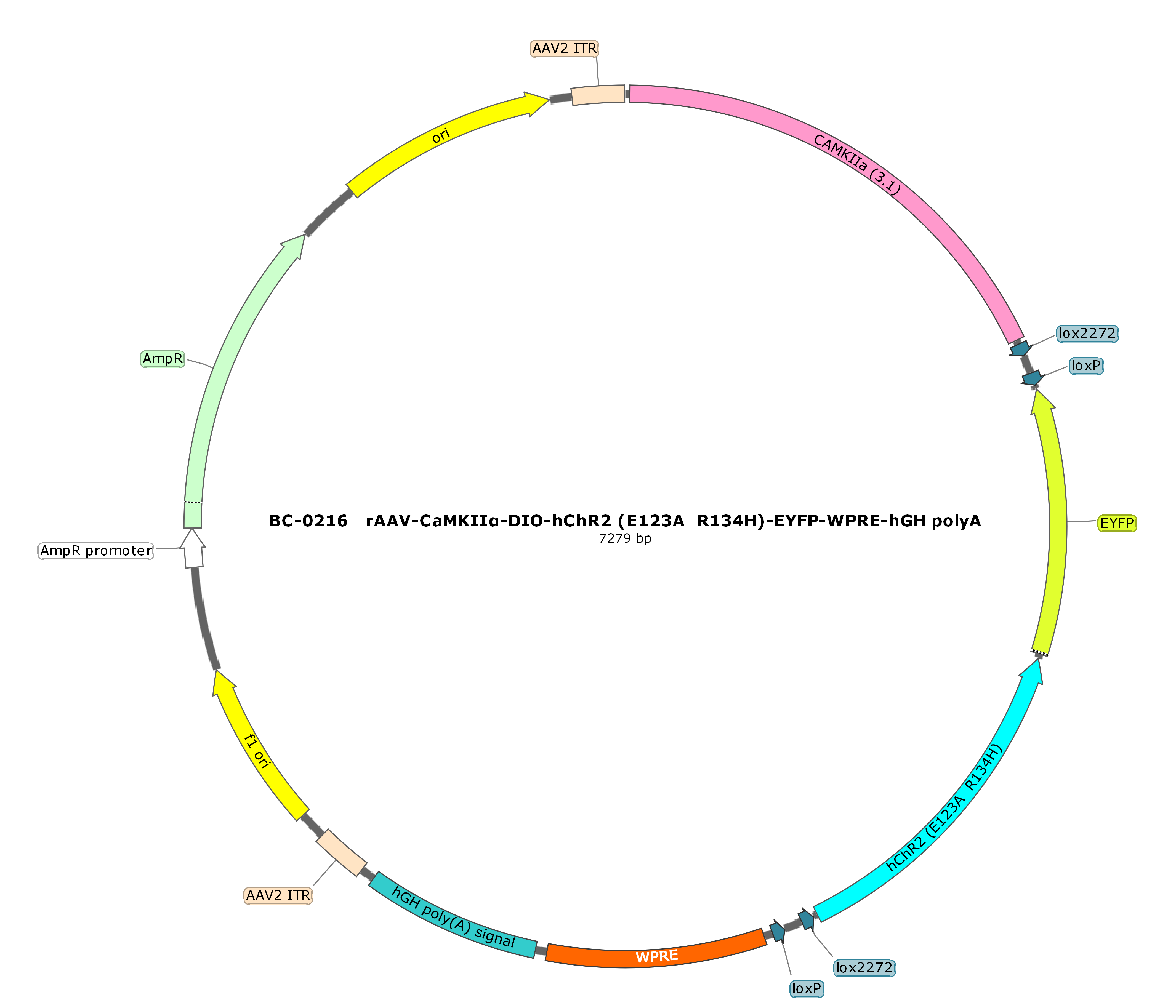 rAAV-CaMKIIα-DIO-hChR2(E123A)-EYFP