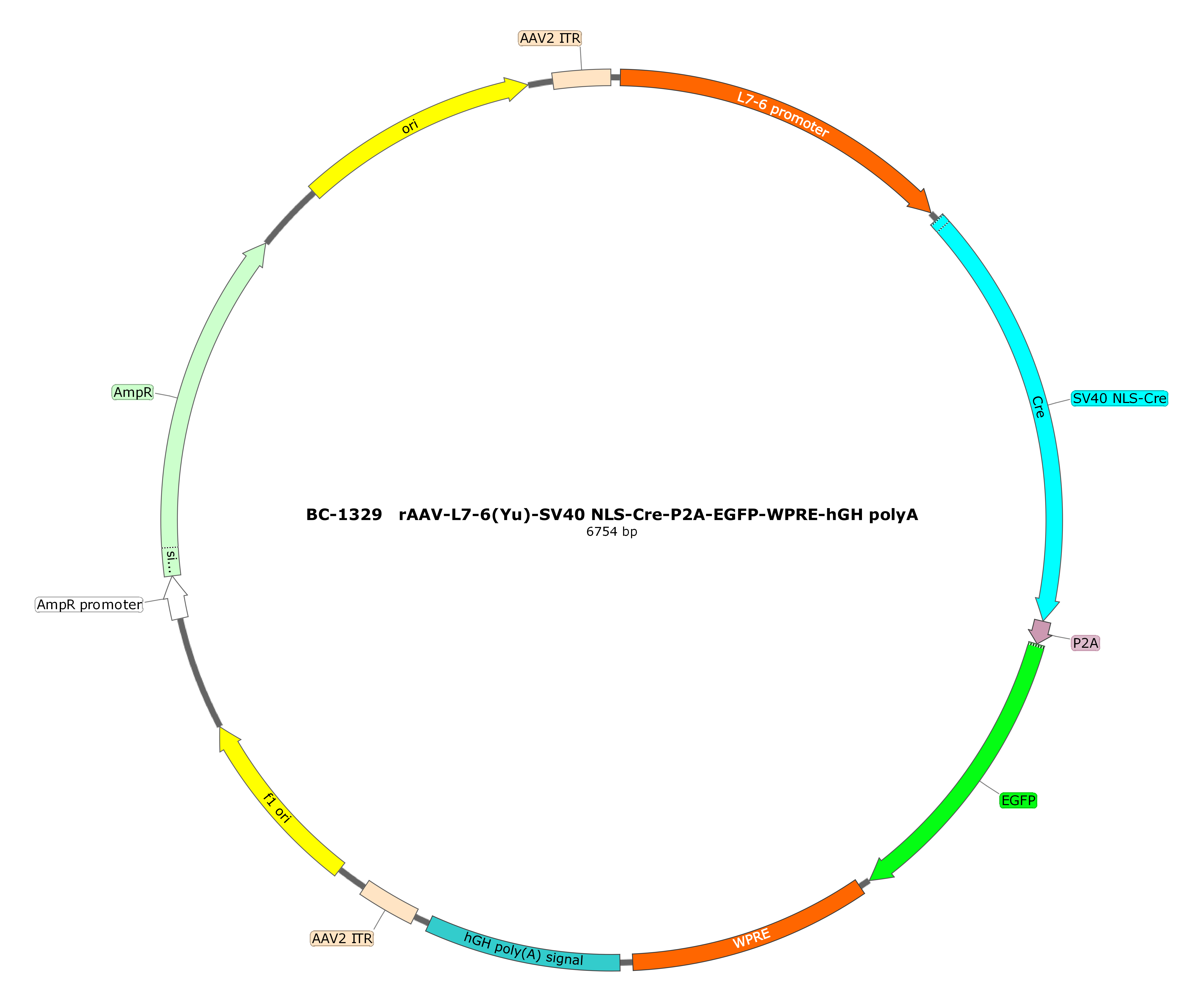 rAAV-L7-6(Y)-SV40 NLS-Cre-P2A-EGFP