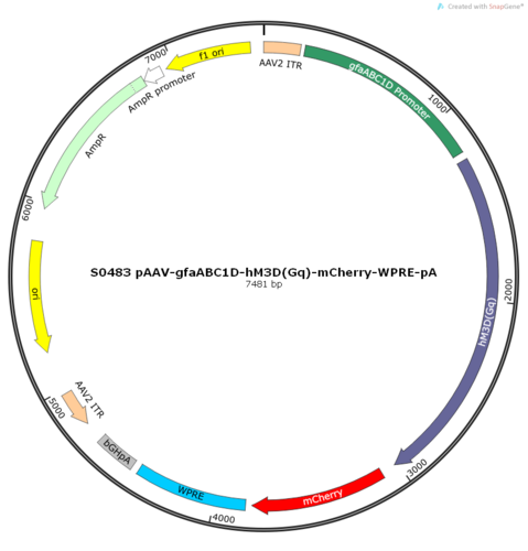 AAV2/8-gfaABC1D-hM3D(Gq)-mCherry-ER2-WPRE-pA