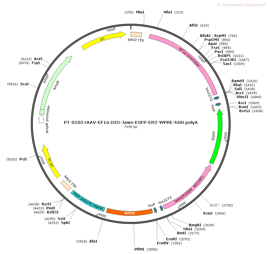 rAAV-EF1α-DIO-Jaws-EGFP-ER2-WPRE-hGH polyA