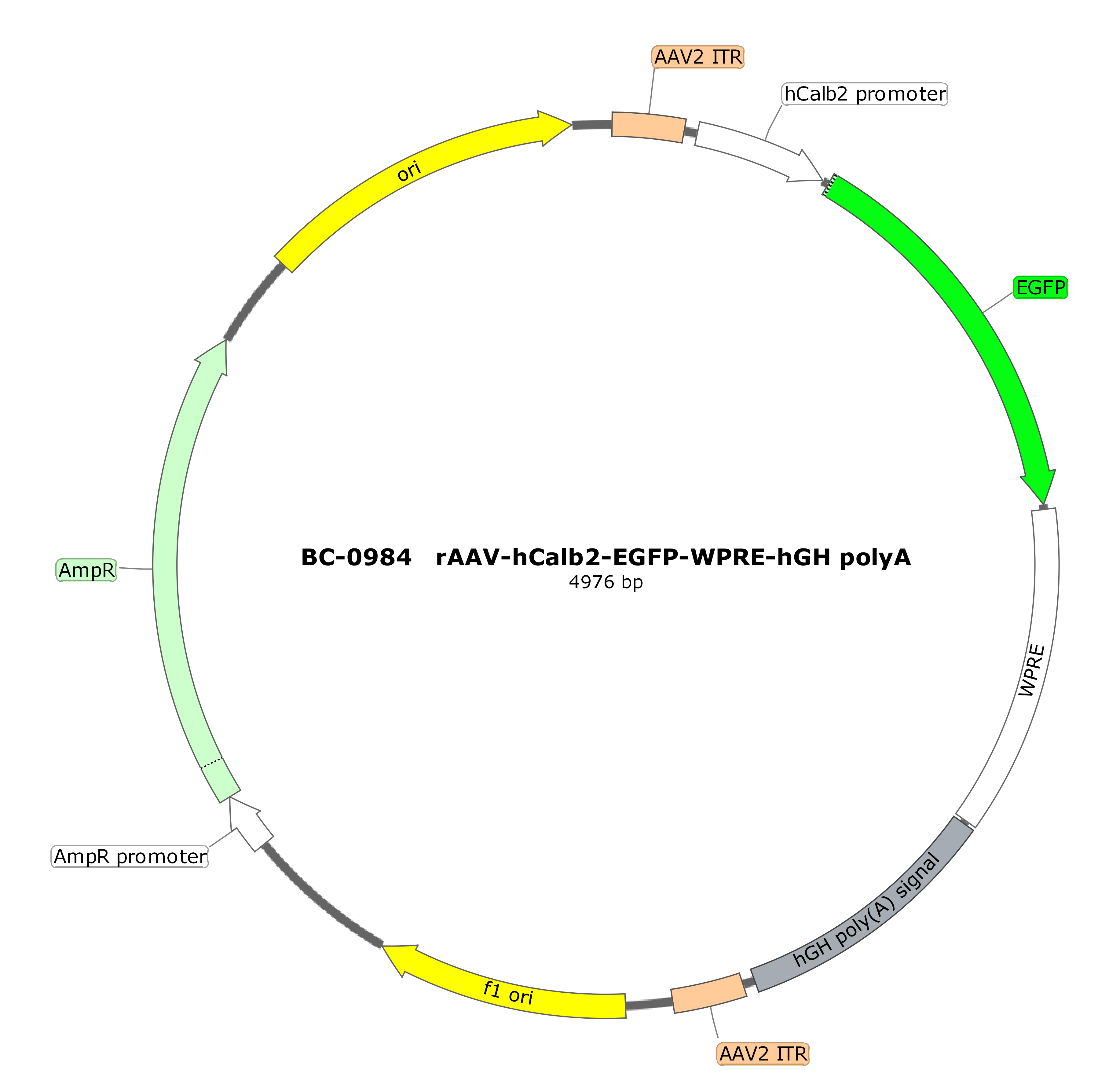 rAAV-hCalb2-EGFP