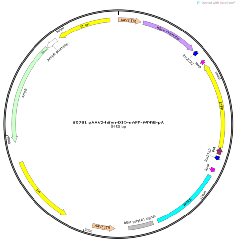 AAV2/9-hSyn-DIO-EYFP.Membr-WPRE-pA