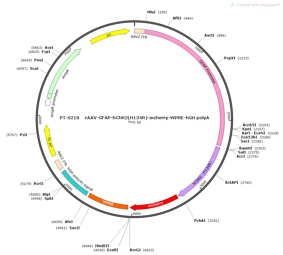 rAAV-GFAP-hChR2(H134R)-mCherry-WPRE-hGH polyA
