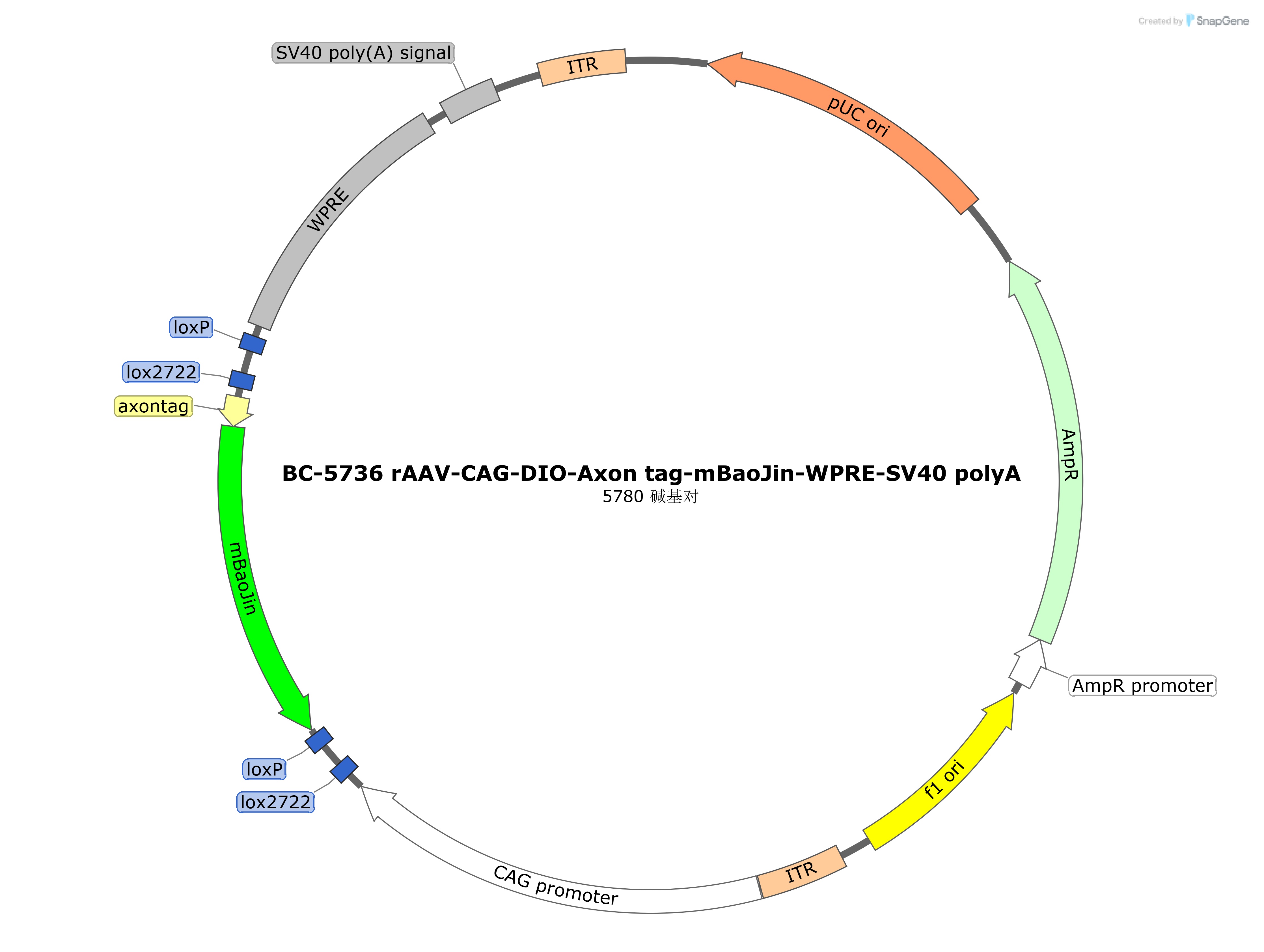 rAAV-CAG-DIO-Axon tag-mBaoJin