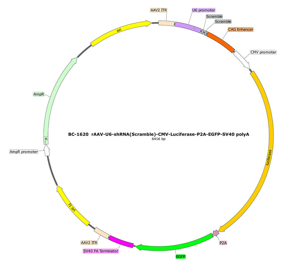 rAAV-U6-shRNA(Scramble)-CMV-Luciferase-P2A-EGFP