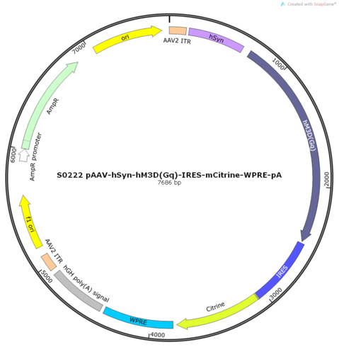 AAV2/9-hSyn-hM3D(Gq)-IRES-mCitrine-WPRE-pA