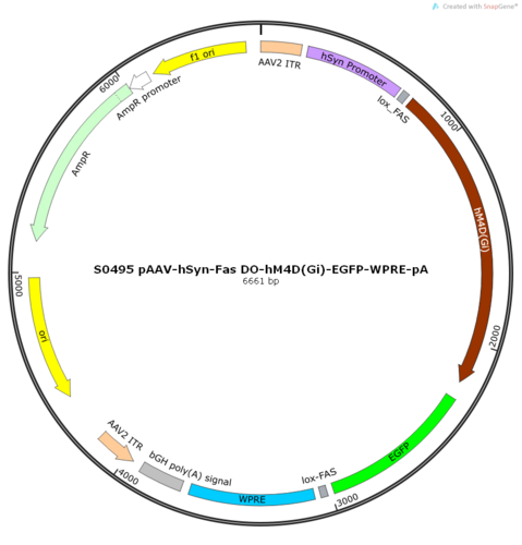 AAV2/9-hSyn-Fas DO-hM4D(Gi)-EGFP-ER2-WPRE-pA