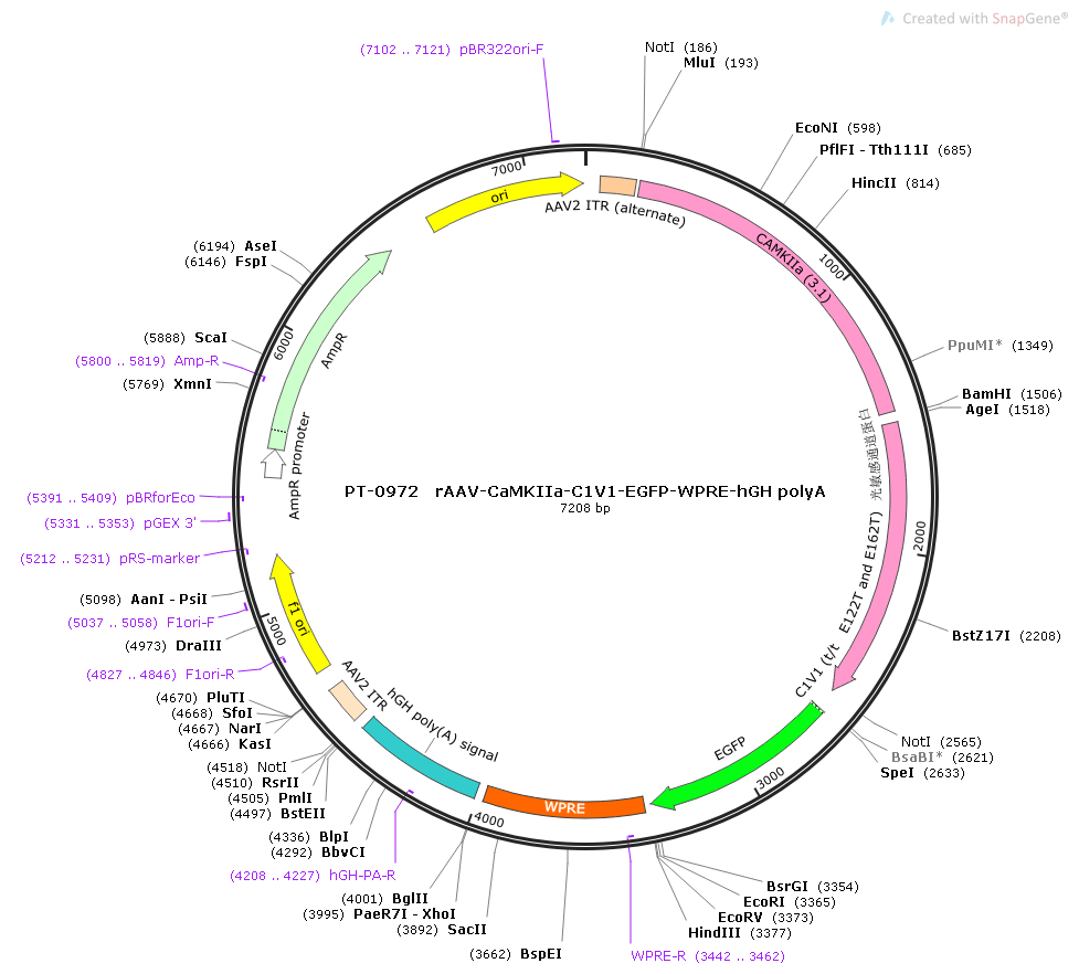 rAAV-CaMKIIa-C1V1-EGFP-WPRE-hGH polyA