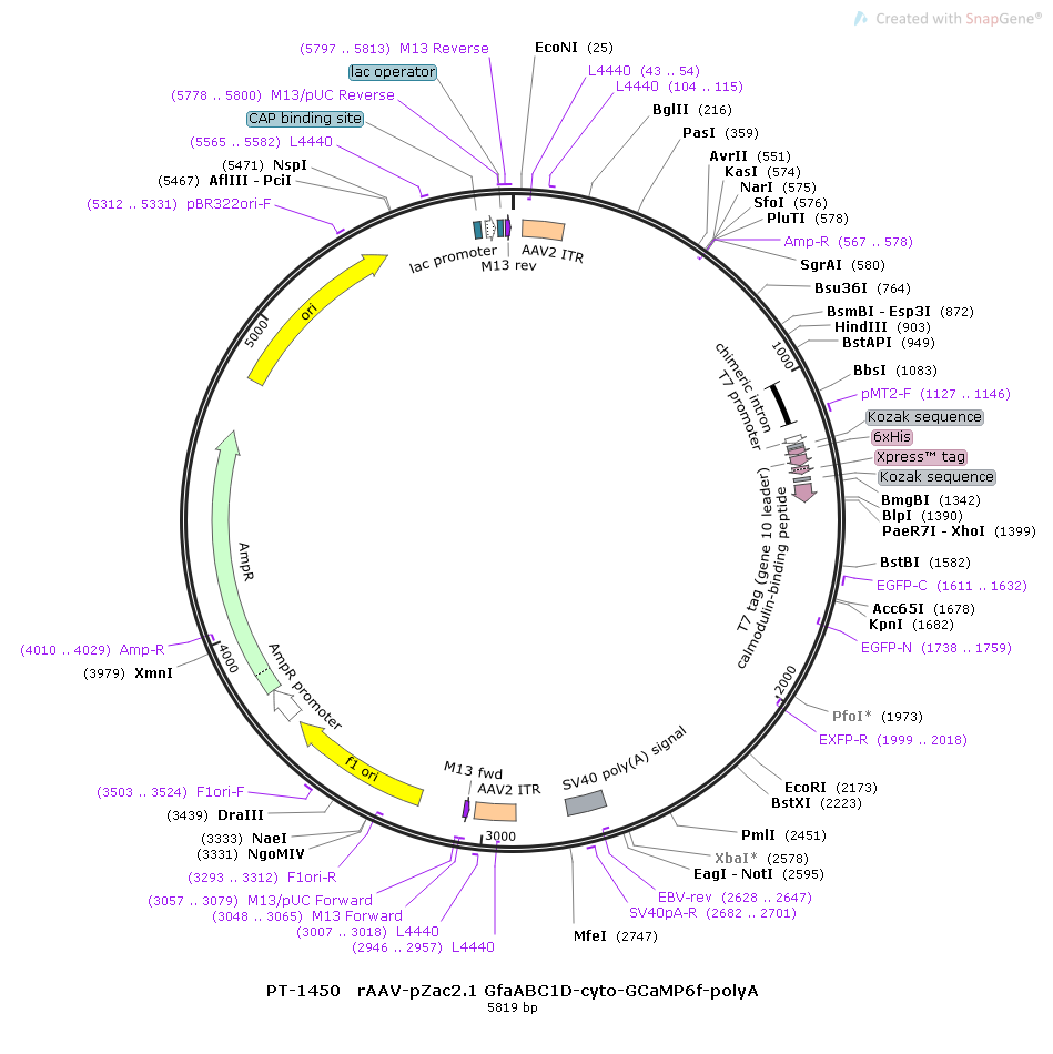 rAAV- GfaABC1D-cyto-GCaMP6f-SV40 polyA