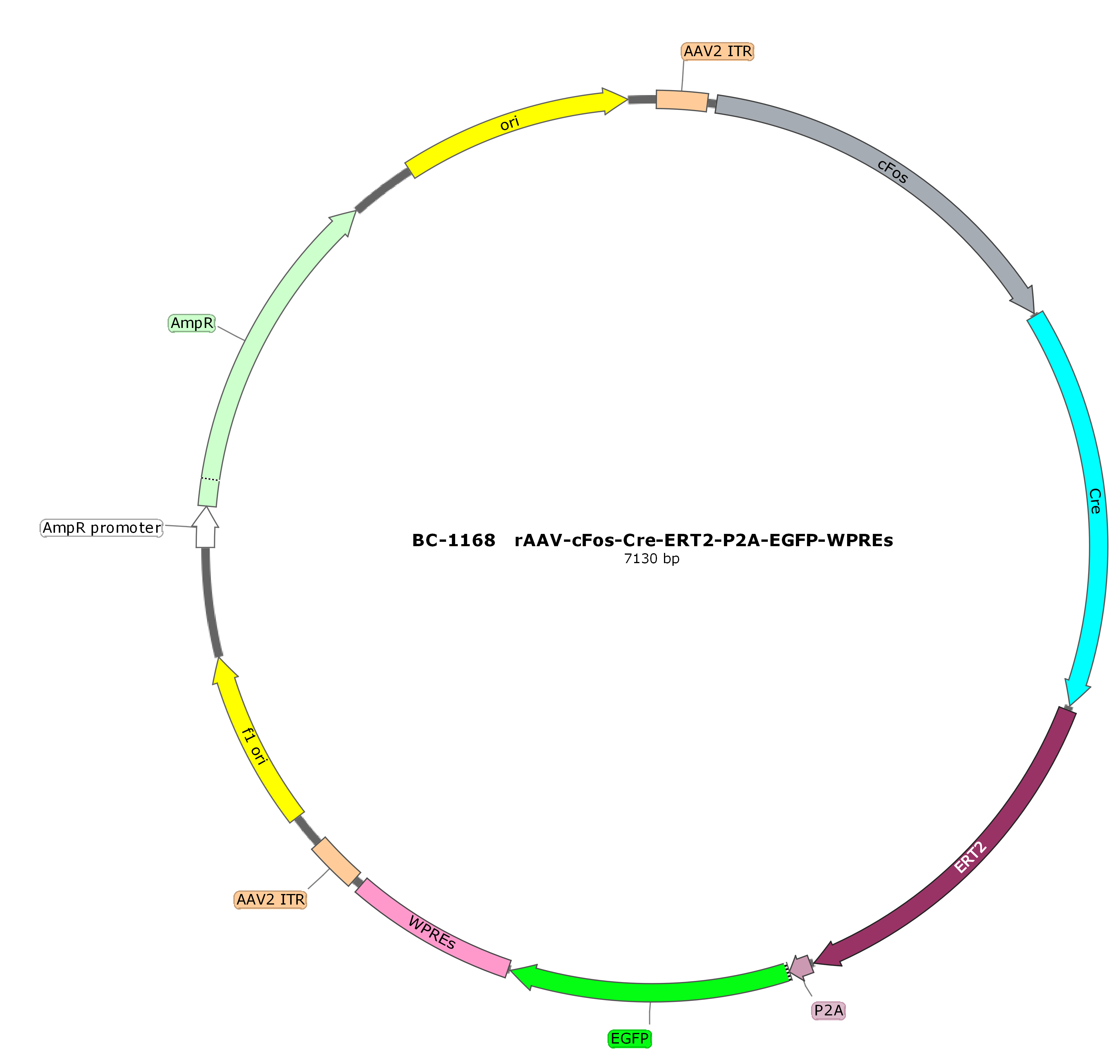 rAAV-cFos-Cre-ERT2-P2A-EGFP