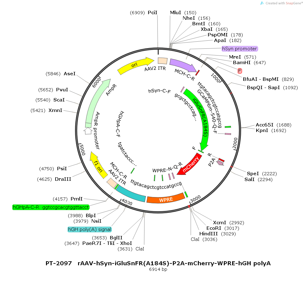rAAV-hSyn-iGluSnFR(A184S)-P2A-mCherry-WPRE-hGH polyA