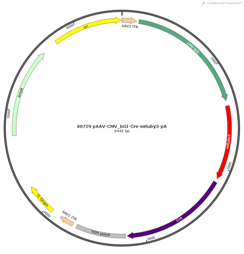 AAV2/2Retro-CMV_bGI-Cre-mRuby3-pA
