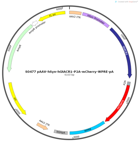 AAV2/9-hSyn-hGtACR1-ER2-P2A-mCherry-WPRE-pA
