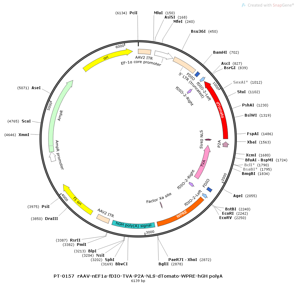 rAAV-nEf1α-FDIO-TVA-P2A-NLS-dTomato-WPRE-hGH polyA