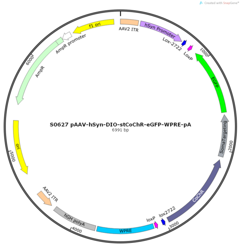 AAV2/9-hSyn-DIO-stCoChR-eGFP-WPRE-pA