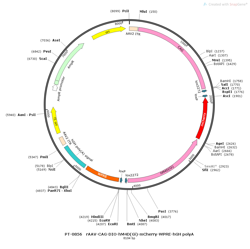 rAAV-CAG-DIO-hM4D(Gi)-mCherry-WPRE-hGH polyA