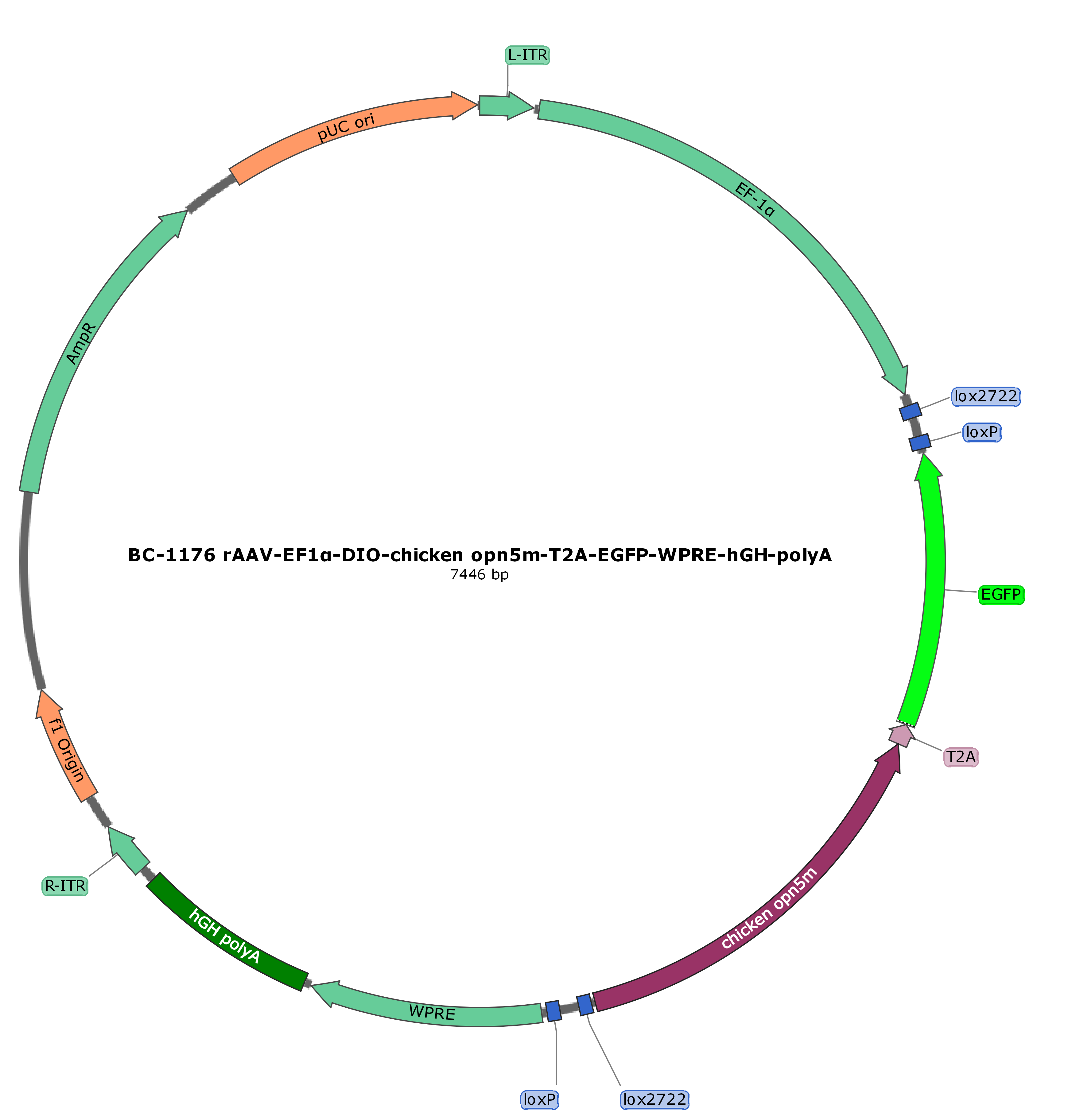 rAAV-EF1α-DIO-cOpn5-T2A-EGFP
