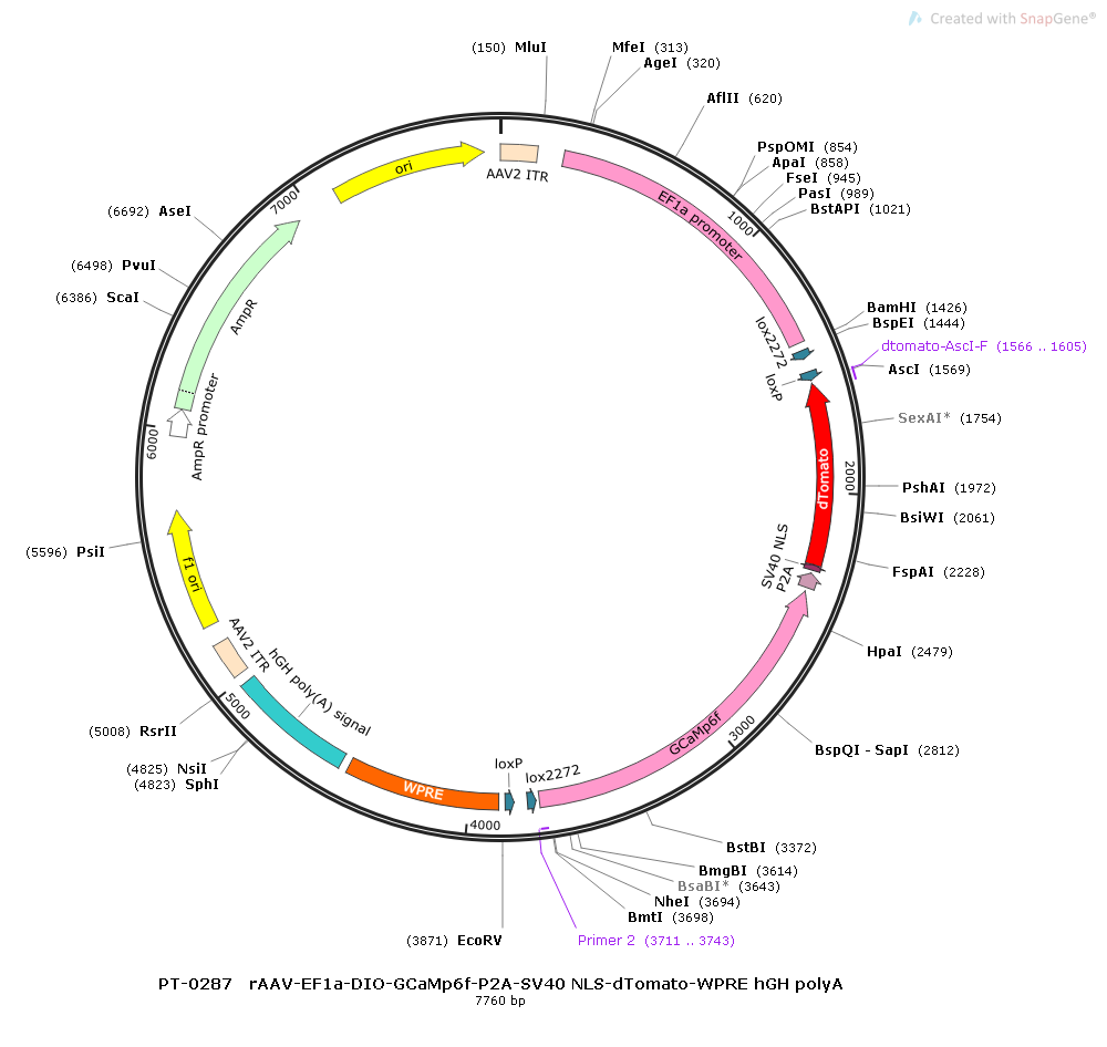 rAAV-EF1α-DIO-GCaMp6f-P2A-NLS-tdTomato-WPRE-hGH polyA
