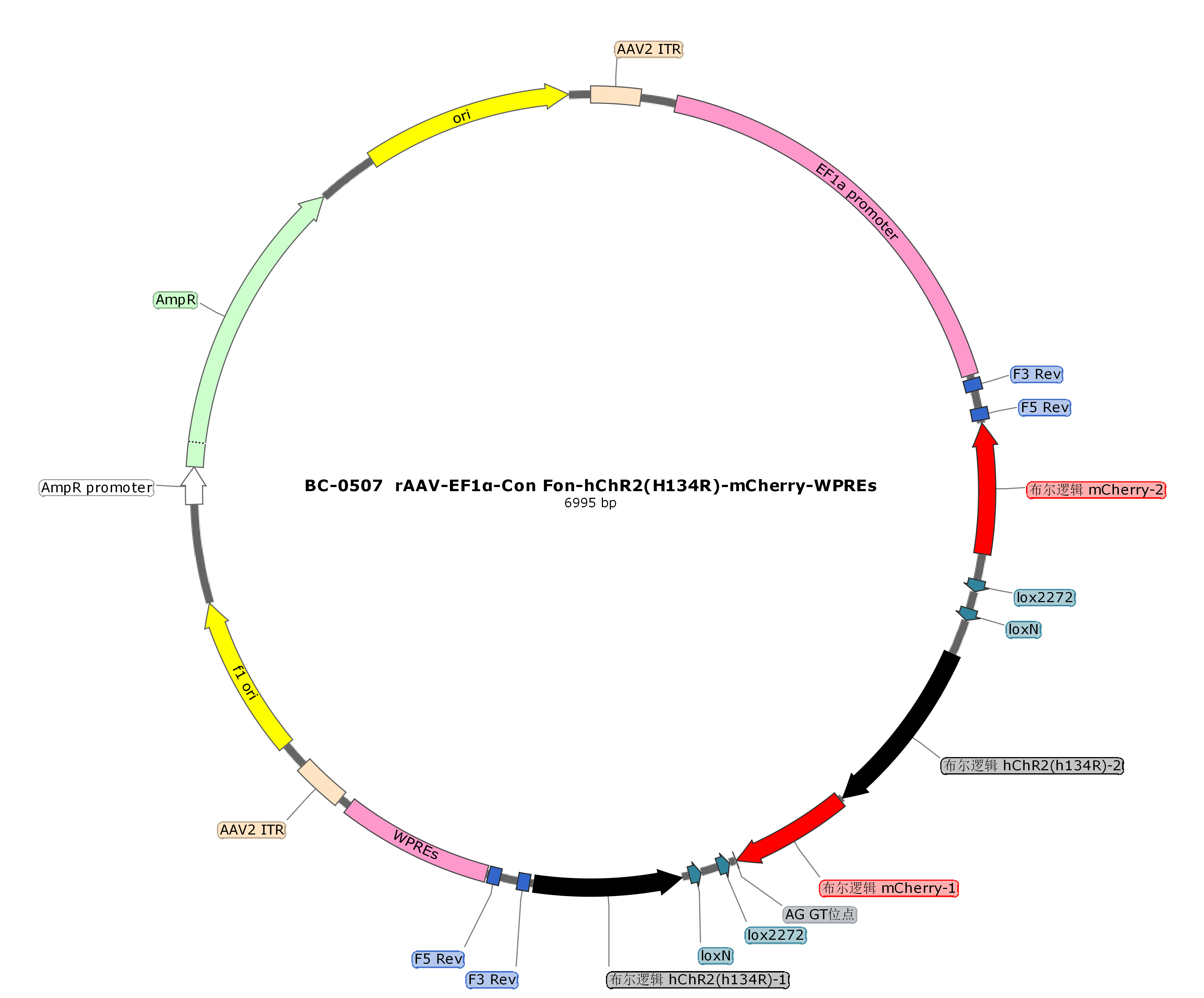 rAAV-EF1α-Con Fon-hChR2(H134R)-mCherry