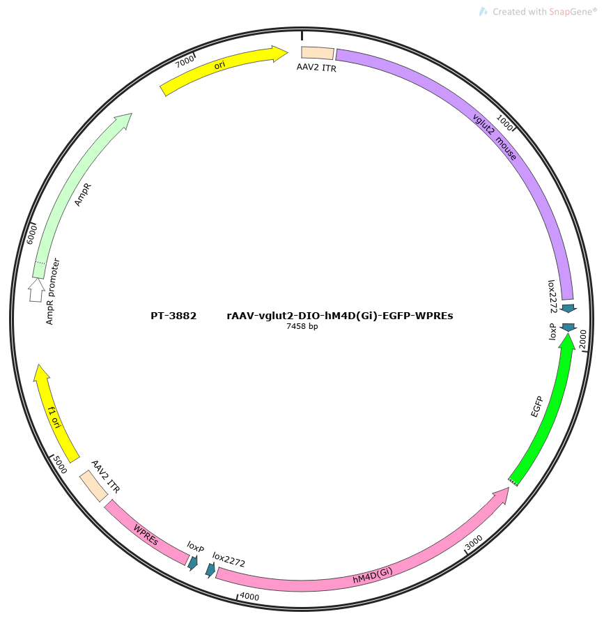 rAAV-vglut2-DIO-hM4D(Gi)-EGFP-WPREs