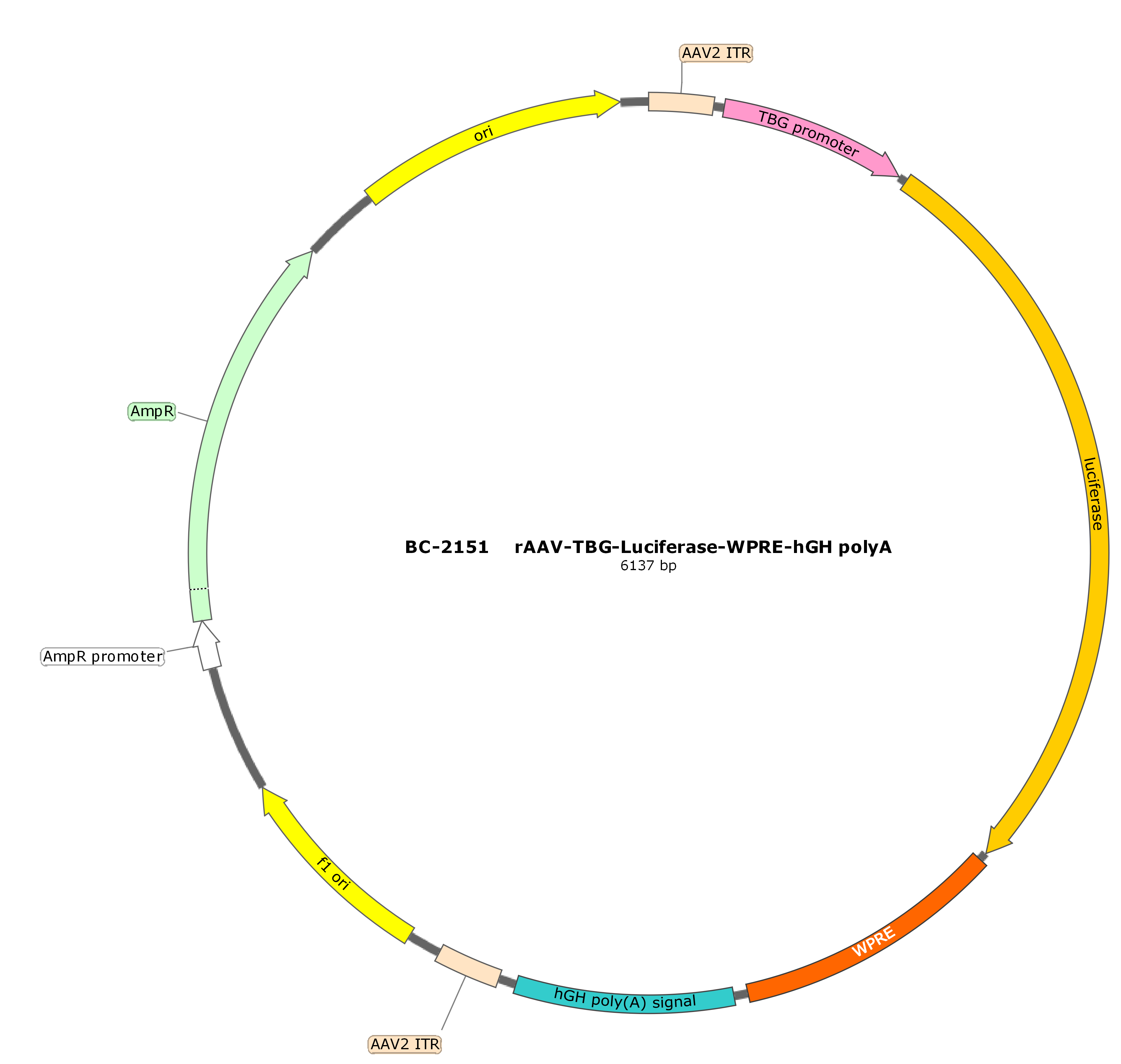 rAAV-TBG -Luciferase-bGHpA