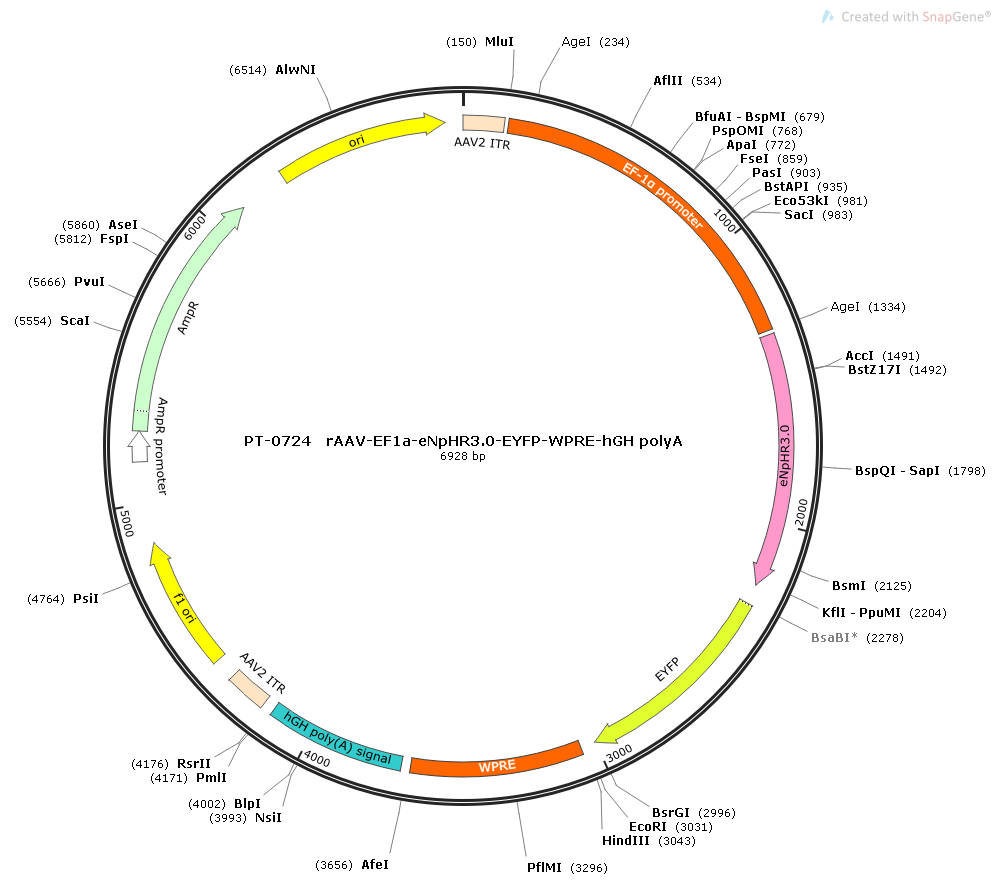 rAAV-EF1a-eNpHR3.0-EYFP-WPRE-hGH polyA