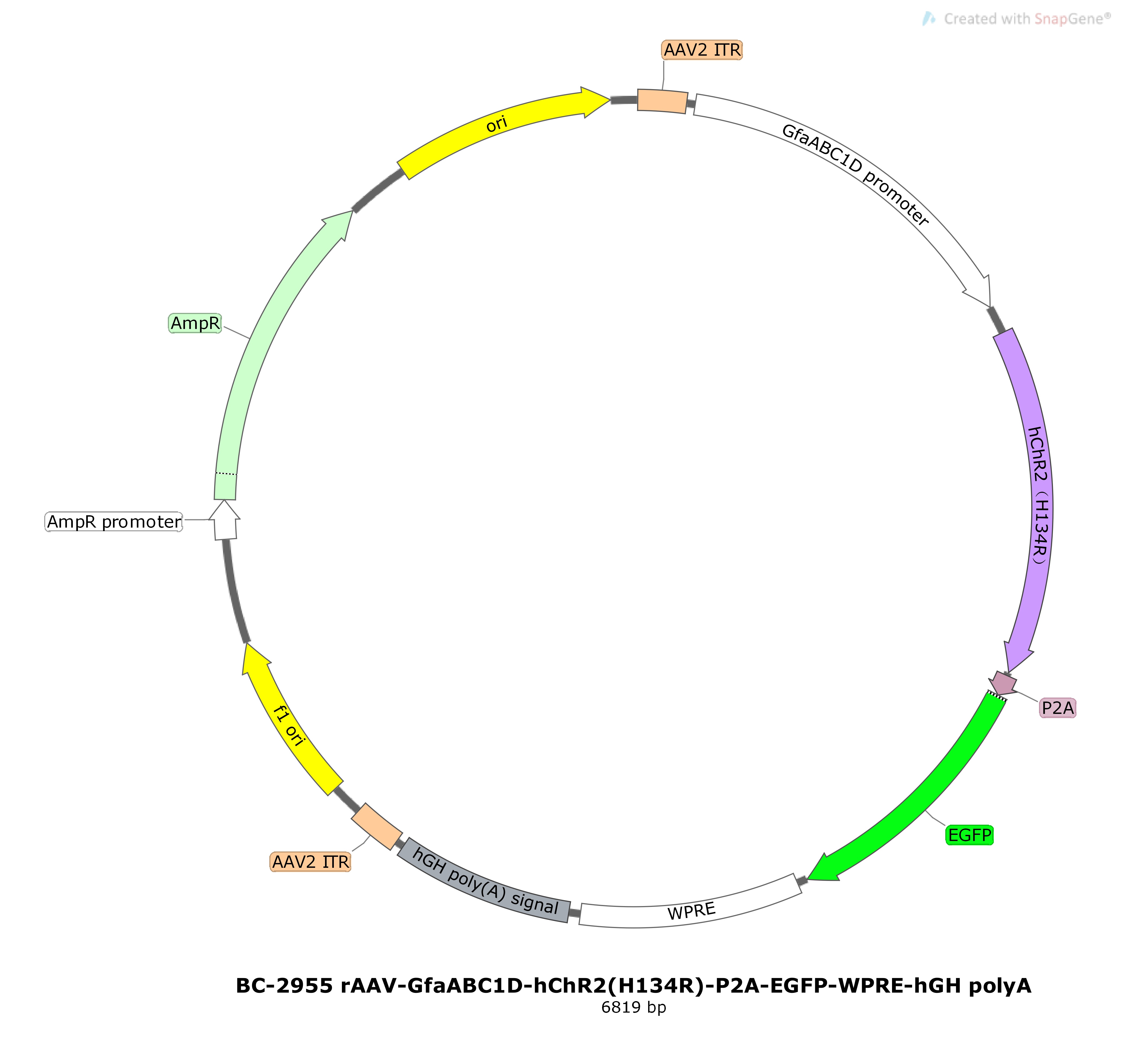 rAAV-GfaABC1D-hChR2(H134R)-P2A-EGFP