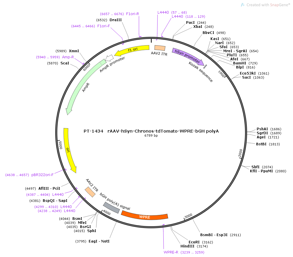 rAAV-hSyn-Chronos-tdTomato-WPRE-bGH polyA