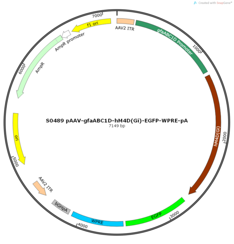 AAV2/8-gfaABC1D-hM4D(Gi)-EGFP-ER2-WPRE-pA