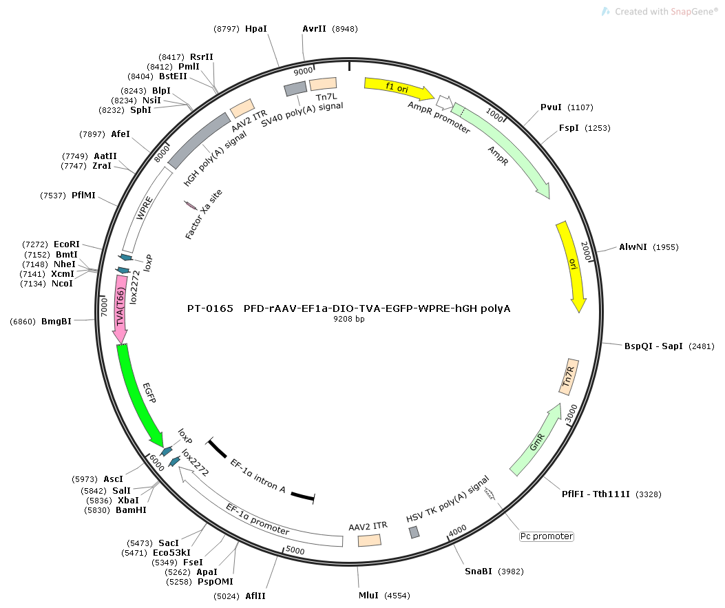 rAAV-EF1α-DIO-TVA-EGFP-WPRE-hGH polyA