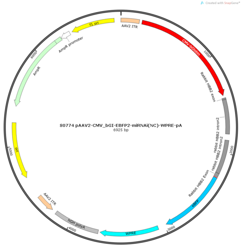 AAV2/9-CMV_bGI-MasterRNAi155(NC)-EBFP2-WPRE-pA