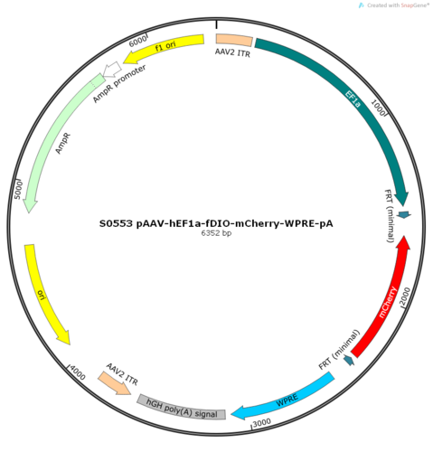 AAV2/8-hEF1a-fDIO-mCherry-WPRE-pA