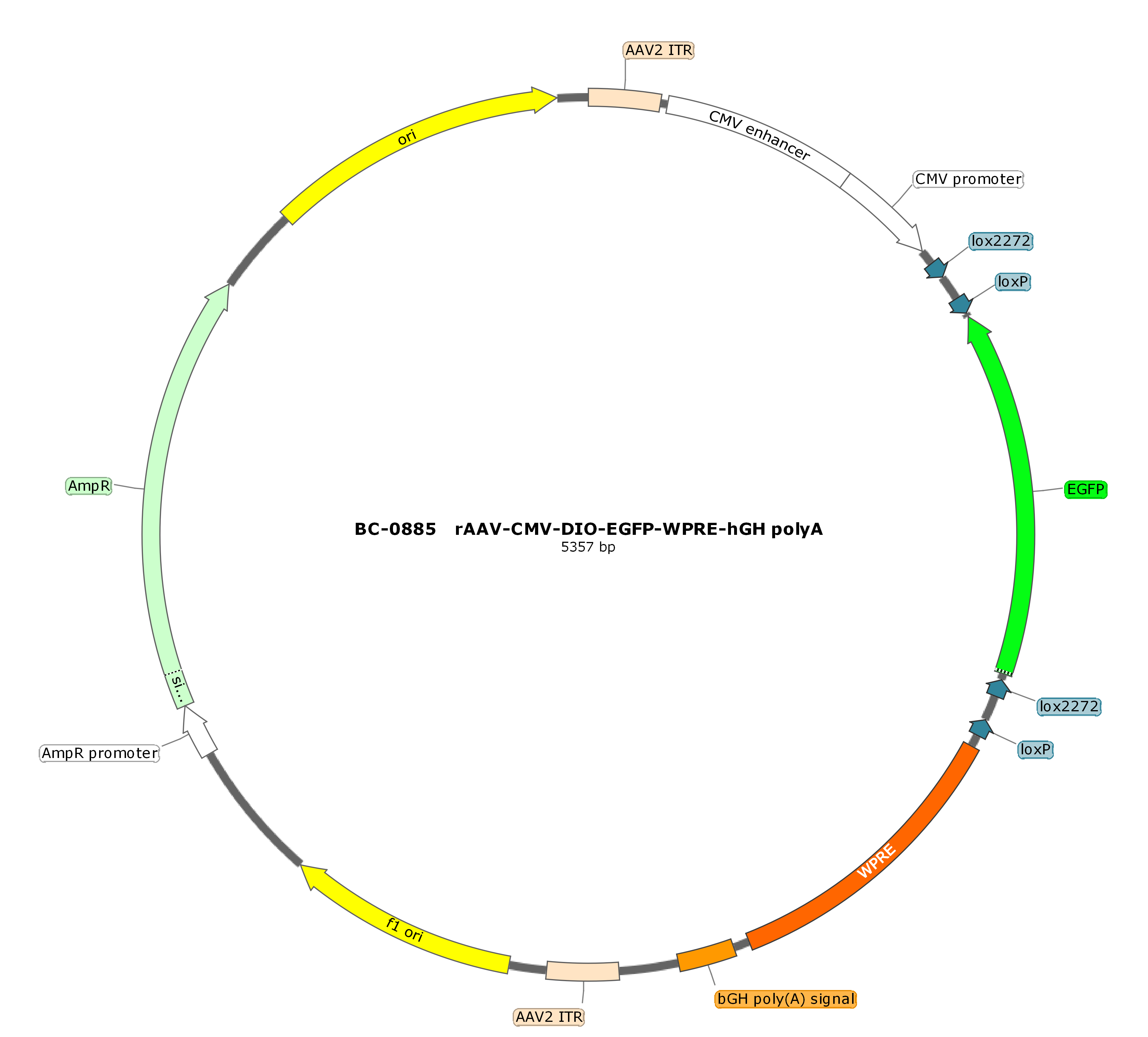 rAAV-CMV-DIO-EGFP-WPRE-hGH polyA