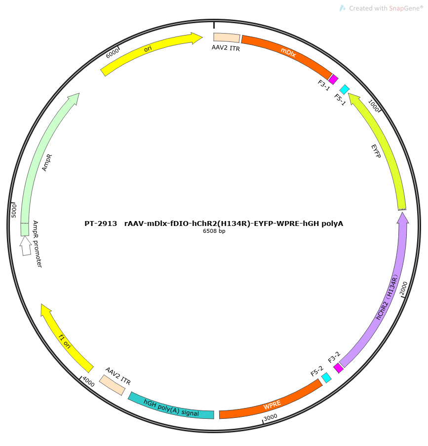 rAAV-mDlx-fDIO-hChR2(H134R)-EYFP-WPRE-hGH polyA