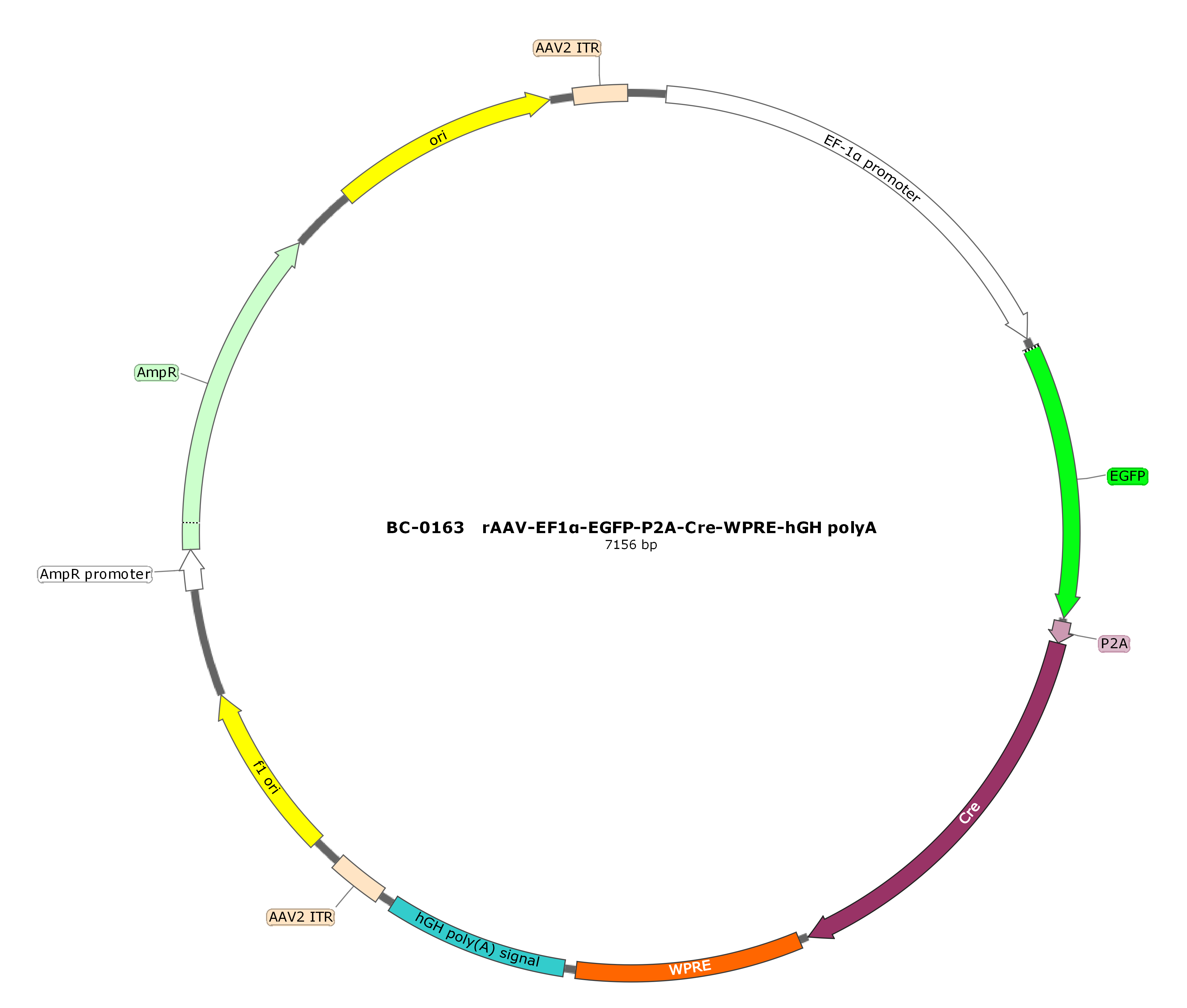 rAAV-EF1α-EGFP-P2A-CRE-WPRE-hGH polyA