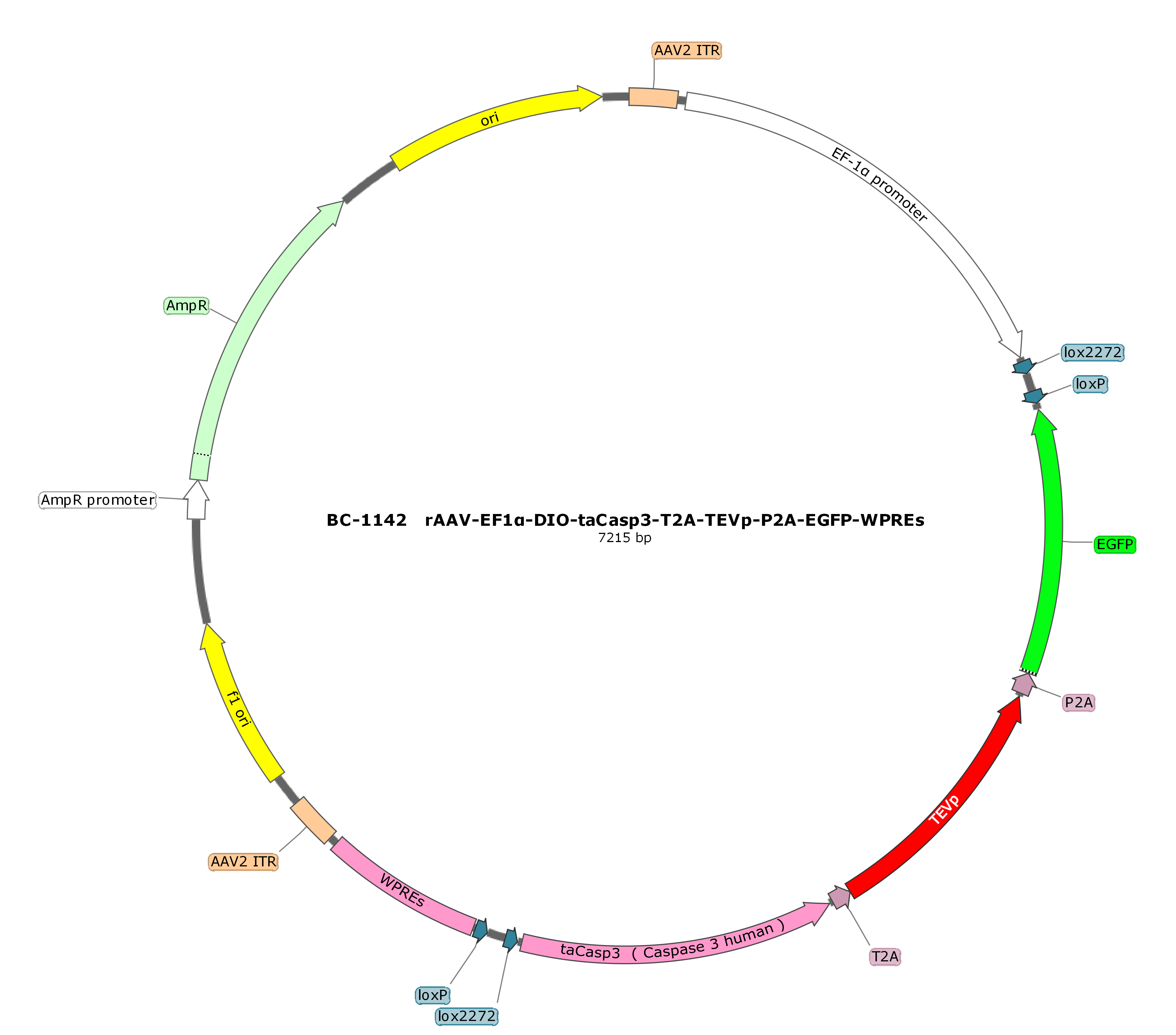 rAAV-EF1α-DIO-taCasp3-T2A-TEVp-P2A-EGFP